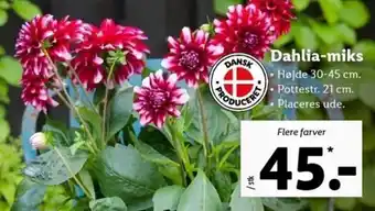 Lidl Dahlia Miks tilbud