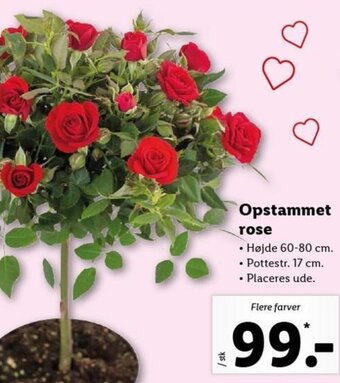 Lidl Opstammet Rose tilbud