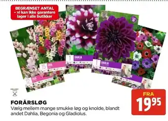 Forårsløg