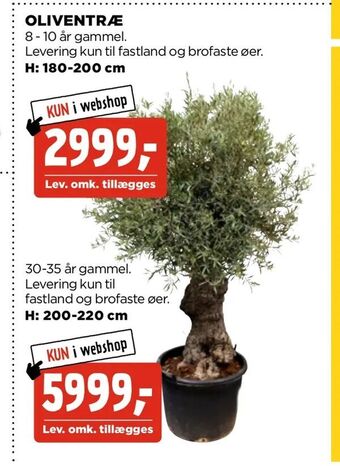 jem & fix Oliventræ tilbud