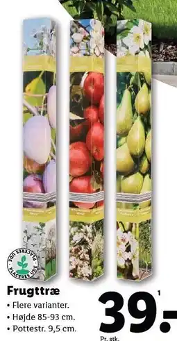 Lidl Frugttræ tilbud