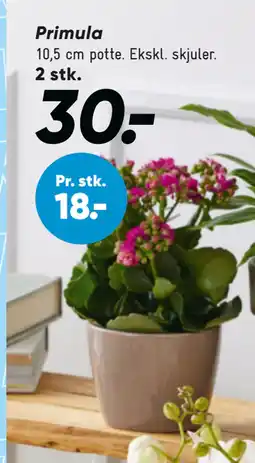 Bilka Primula tilbud