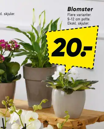 Bilka Blomster tilbud