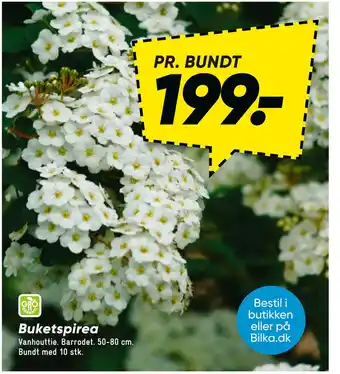 Bilka Buketspirea tilbud
