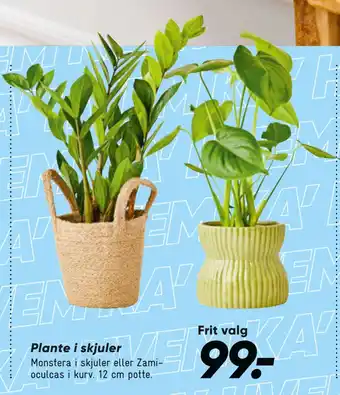 Bilka Plante i skjuler tilbud