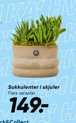 Bilka Sukkulenter i skjuler tilbud