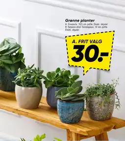 Bilka Grønne planter tilbud