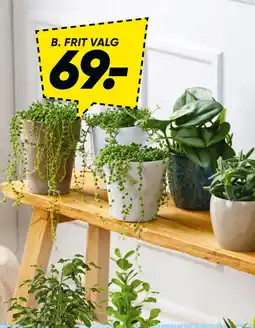 Bilka Grønne planter tilbud