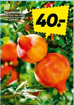 Bilka Frugtbuske tilbud