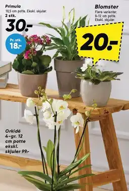 Bilka Primula, Blomster eller Orkidé 4-gr. 12 cm potte ekskl. skjuler tilbud