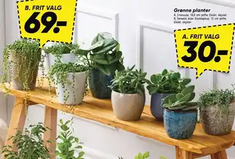 Bilka Grønne planter A. Crassula eller B. Senecio eller Scindapsus tilbud