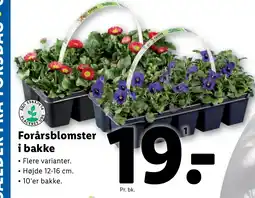 Lidl Forårsblomster i bakke tilbud