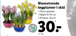 Lidl Blomstrende løgplanter i skål tilbud