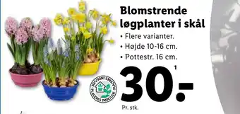 Lidl Blomstrende løgplanter i skål tilbud