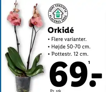 Lidl Orkidé tilbud