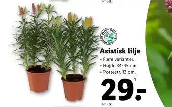 Lidl Asiatisk lilje tilbud