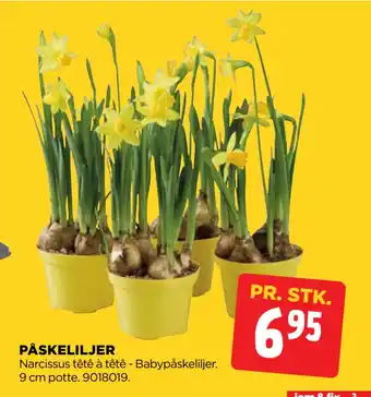 jem & fix PÅSKELILJER tilbud