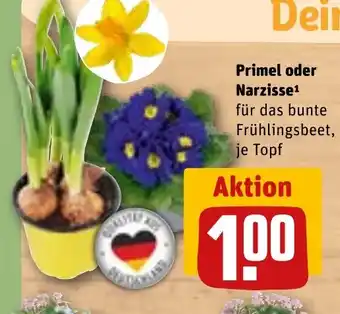 REWE Primel oder Narzisse¹ tilbud