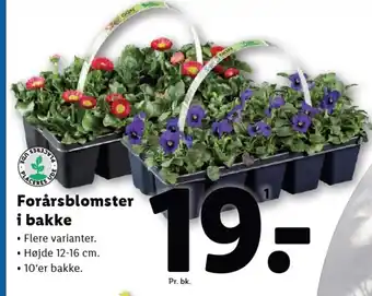 Lidl Forårsblomster i bakke tilbud