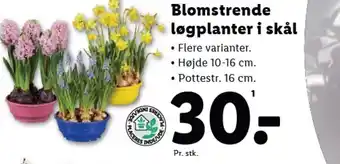 Lidl Blomstrende løgplanter i skål tilbud