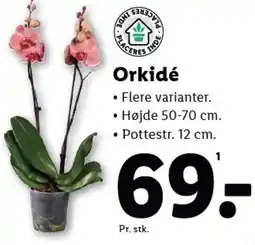 Lidl Orkidé tilbud