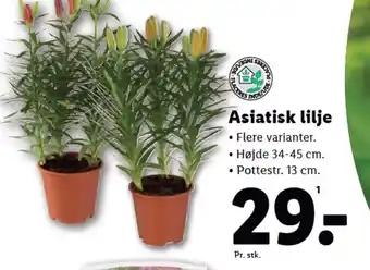 Lidl Asiatisk lilje tilbud