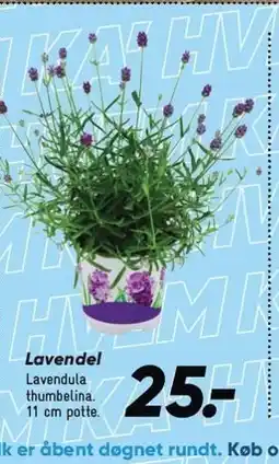 Bilka Lavendel tilbud