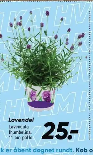 Bilka Lavendel tilbud