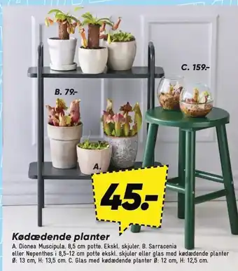 Bilka Kødædende planter tilbud