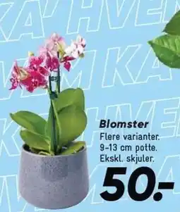 Bilka Blomster tilbud