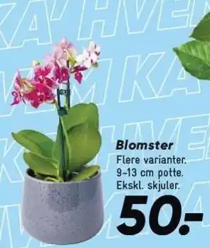 Bilka Blomster tilbud