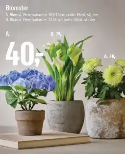 Føtex Blomster tilbud