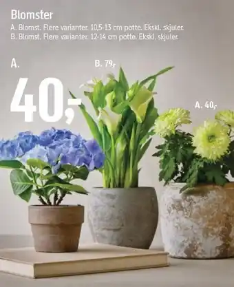 Føtex Blomster tilbud