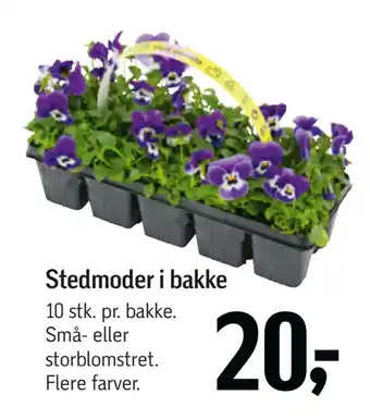 Føtex Stedmoder i bakke tilbud