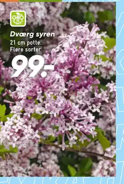 Bilka Dværg syren tilbud