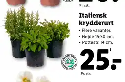 Lidl Italiensk krydderurt tilbud