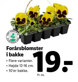 Lidl Forårsblomster i bakke tilbud