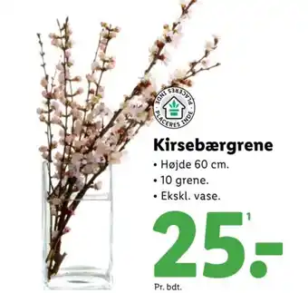 Lidl Kirsebærgrene tilbud
