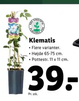 Lidl Klematis tilbud