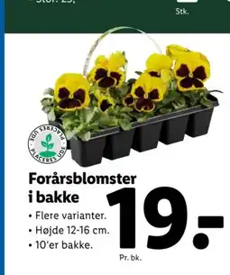 Lidl Forårsblomster i bakke tilbud