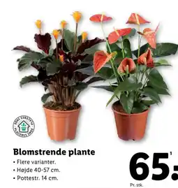 Lidl Blomstrende plante tilbud