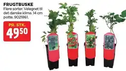jem & fix FRUGTBUSKE tilbud