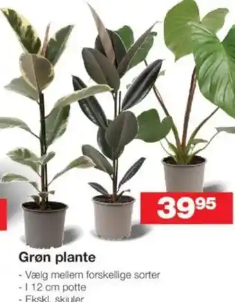 Bauhaus Grøn plante tilbud