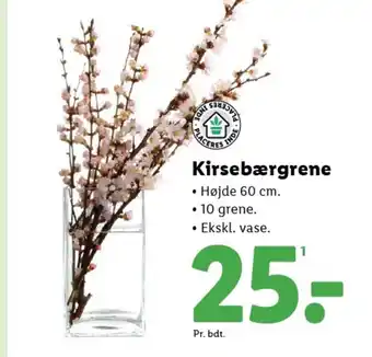 Lidl Kirsebærgrene tilbud
