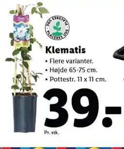Lidl Klematis tilbud