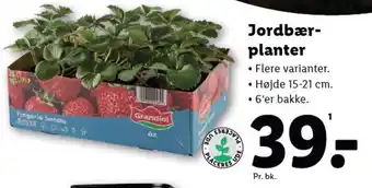 Lidl Jordbær- planter tilbud