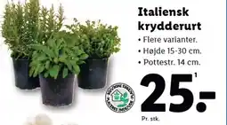 Lidl Italiensk krydderurt tilbud