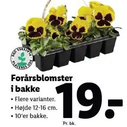 Lidl Forårsblomster i bakke tilbud