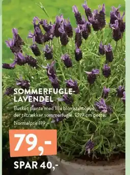 Plantorama SOMMERFUGLE- LAVENDEL tilbud