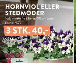 Plantorama HORNVIOL ELLER STEDMODER tilbud